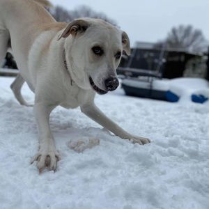 Meet your Posher, Shirley